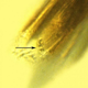 Illustration for article titled This Fossilized Flea Could Carry an Ancestor of the Black Death
